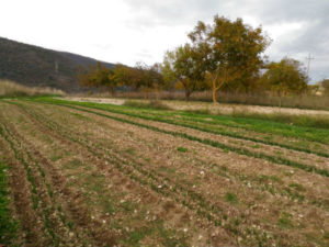 Campo di zafferano